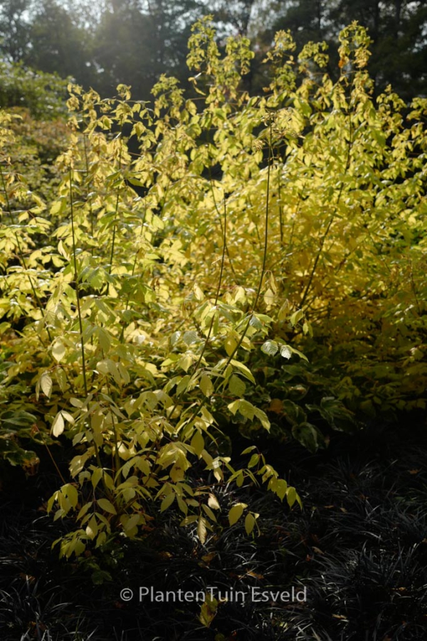 Acer negundo 'Winter Lightning'