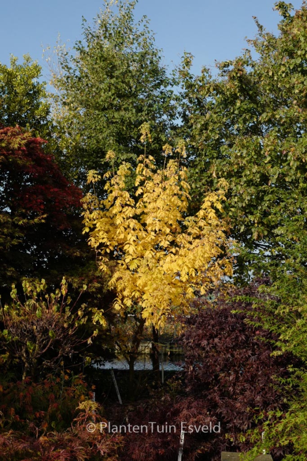 Acer negundo 'Winter Lightning'