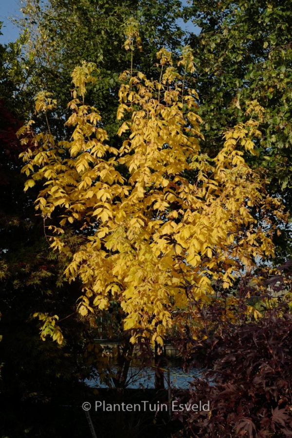 Acer negundo 'Winter Lightning'