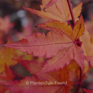 Acer palmatum 'Baton Rouge'