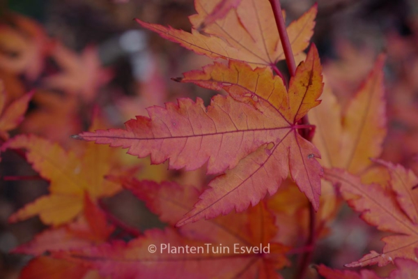 Acer palmatum 'Baton Rouge'