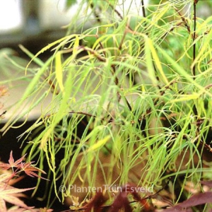 Acer palmatum 'Mugiwara-nishiki'