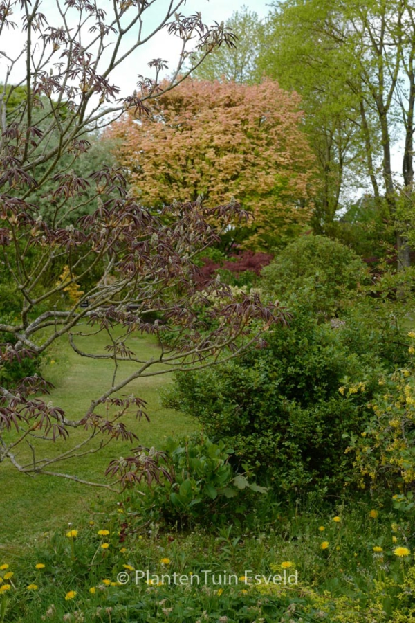 Aesculus glabra 'April Wine'