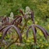 Aesculus glabra 'April Wine'