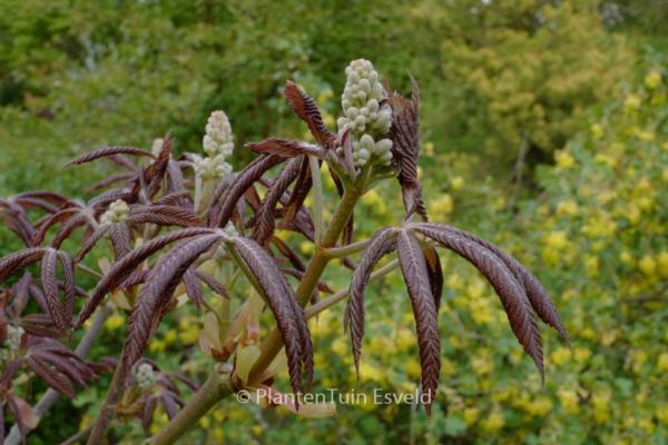 Aesculus glabra 'April Wine'