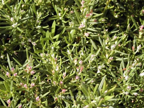 Andromeda polifolia 'Nikko'