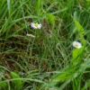 Bellis perennis