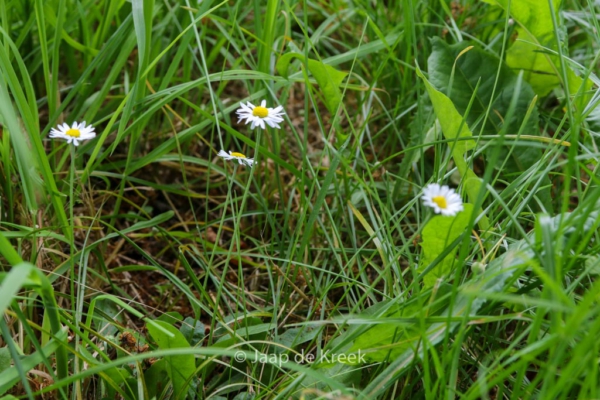 Bellis perennis