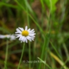 Bellis perennis