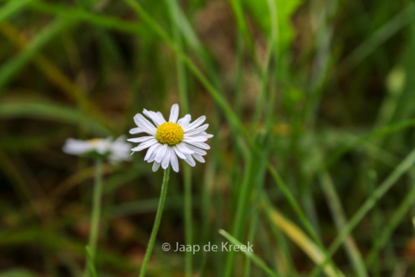 Bellis perennis