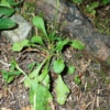 Bellis perennis