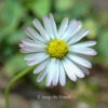 Bellis perennis