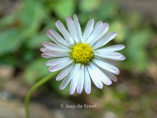 Bellis perennis