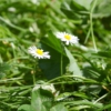 Bellis perennis