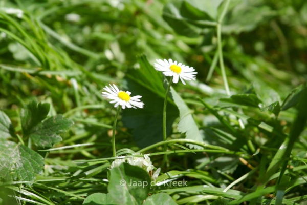 Bellis perennis