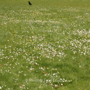 Bellis perennis