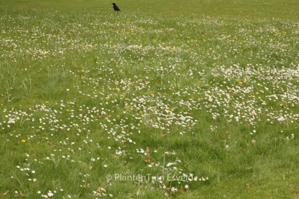 Bellis perennis