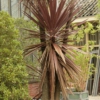 Cordyline australis 'Atropurpurea'