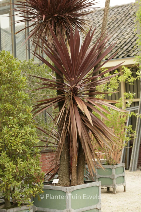 Cordyline australis 'Atropurpurea'