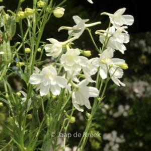 Delphinium grandiflorum (DELFIX WHITE)