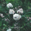 Deutzia hybrida 'Joconde'