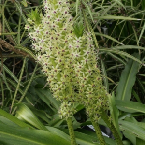 Eucomis comosa