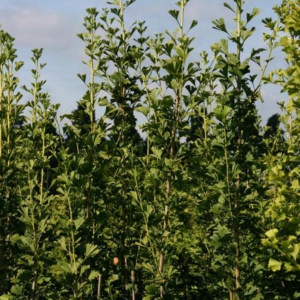 Ginkgo biloba 'Barabit's Fastigiata'