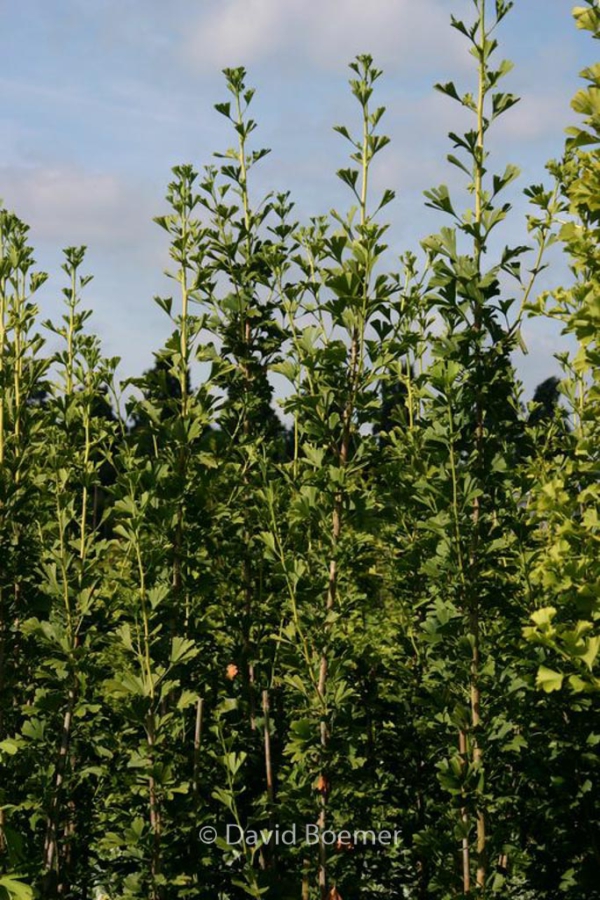 Ginkgo biloba 'Barabit's Fastigiata'