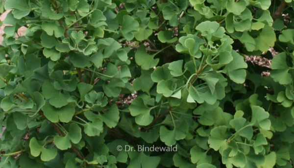 Ginkgo biloba 'David'