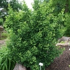 Ginkgo biloba 'David'