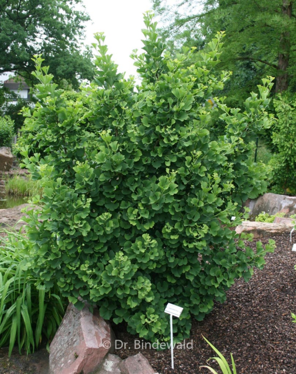 Ginkgo biloba 'David'