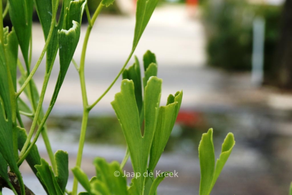 Ginkgo biloba 'Survivor'