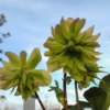 Helleborus niger 'Double'