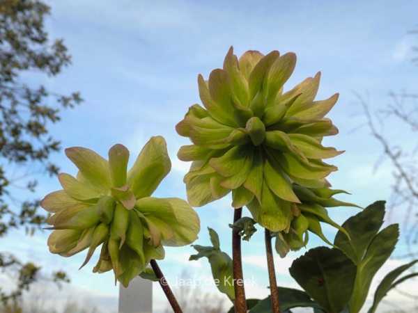 Helleborus niger 'Double'