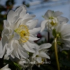 Helleborus niger 'Double'