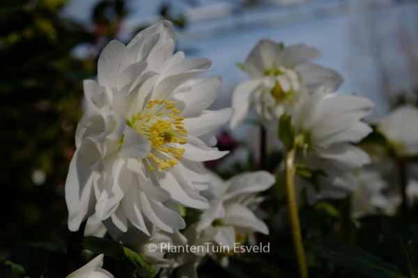 Helleborus niger 'Double'