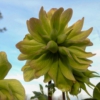 Helleborus niger 'Double'