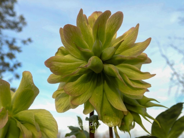 Helleborus niger 'Double'