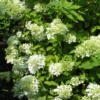 Hydrangea paniculata 'Harry's Souvenir'