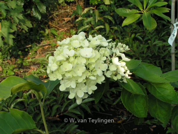 Hydrangea paniculata 'Harry's Souvenir'