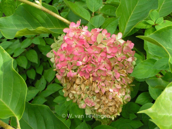 Hydrangea paniculata 'Harry's Souvenir'