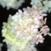 Hydrangea paniculata 'Harry's Souvenir'