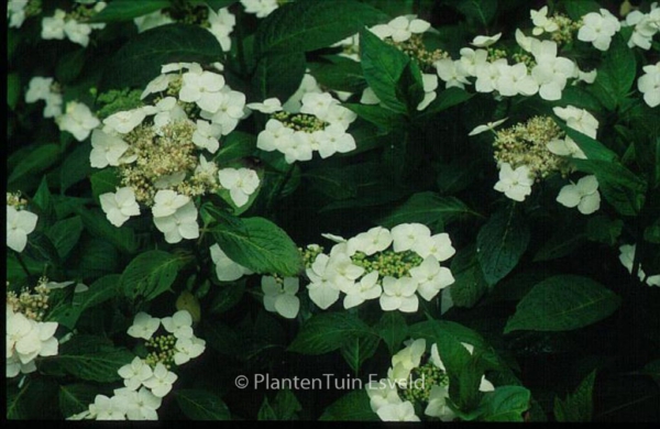 Hydrangea serrata 'Shiro-gaku'