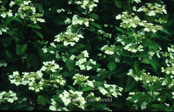 Hydrangea serrata 'Shiro-gaku'