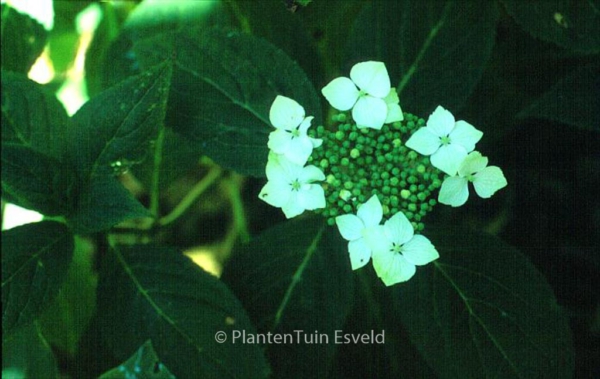 Hydrangea serrata 'Shiro-gaku'