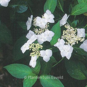 Hydrangea serrata 'Shiro-gaku'