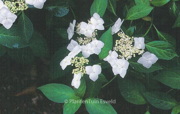 Hydrangea serrata 'Shiro-gaku'