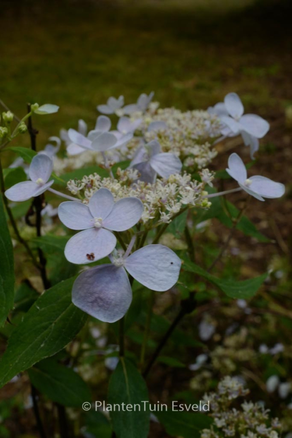 Hydrangea serrata 'Sugimoto'