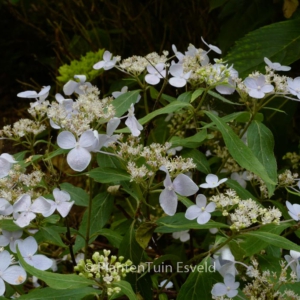 Hydrangea serrata 'Sugimoto'