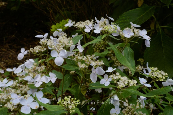 Hydrangea serrata 'Sugimoto'